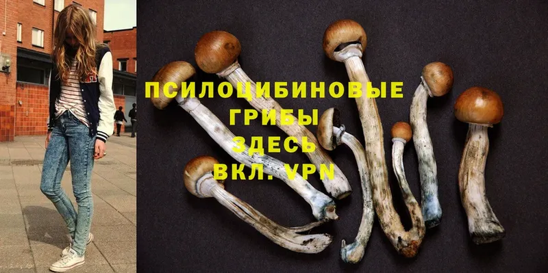 Псилоцибиновые грибы MAGIC MUSHROOMS  что такое наркотик  Новое Девяткино 